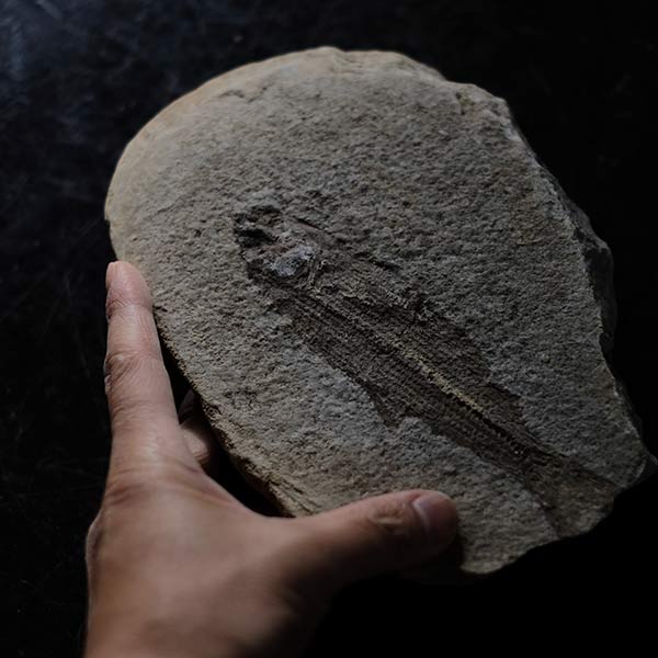 Fish fossils (pair)