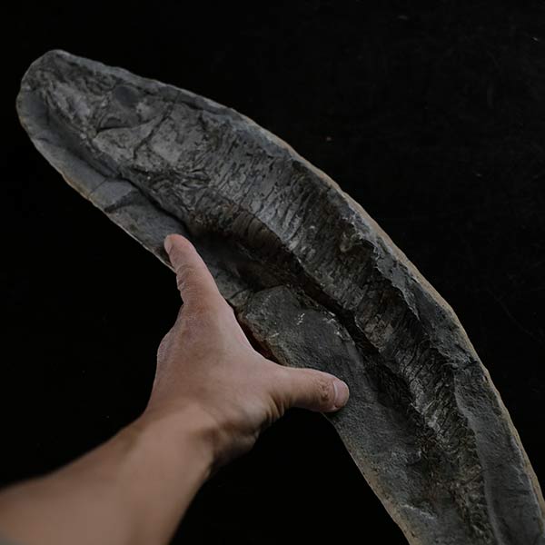 魚の化石(ペア)