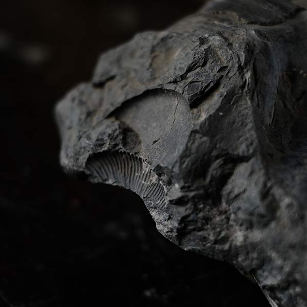 Ammonite fossil