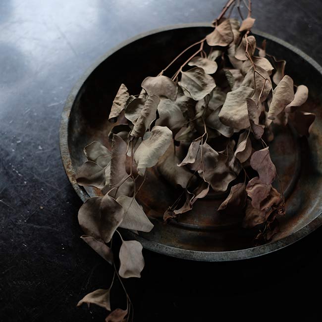 Tin cocoon tray