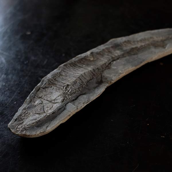 魚の化石（ペア）