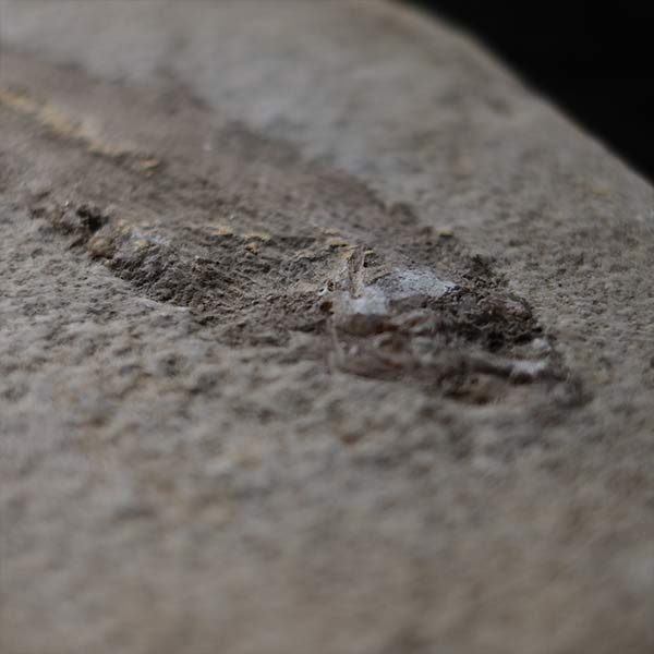 Fish fossils (pair)