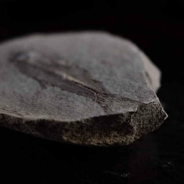 Fish fossils (pair)
