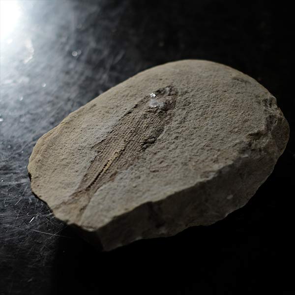 Fish fossils (pair)