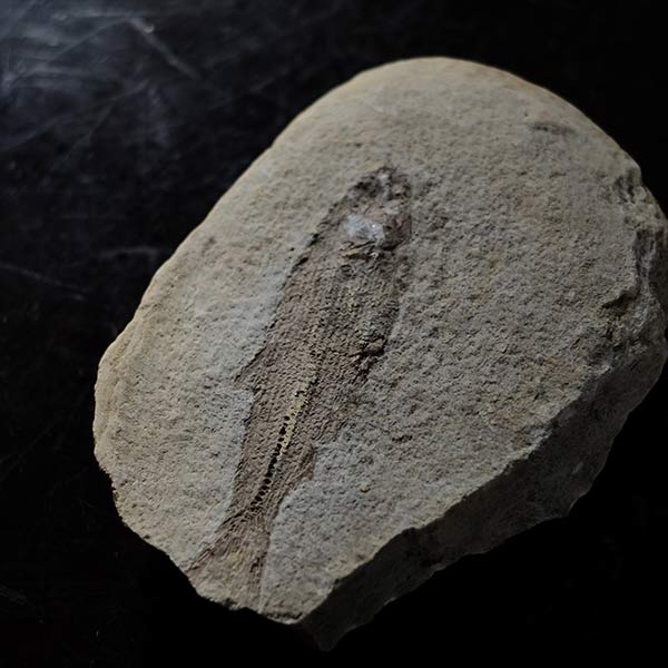 Fish fossils (pair)