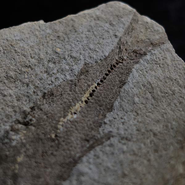 Fish fossils (pair)
