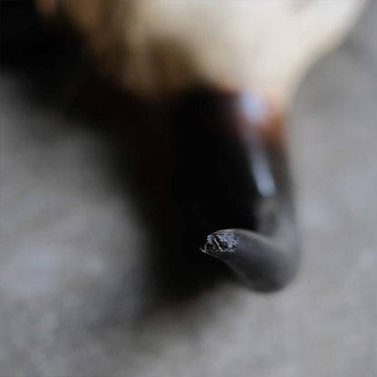 バイソンの頭骨