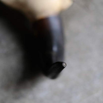 バイソンの頭骨