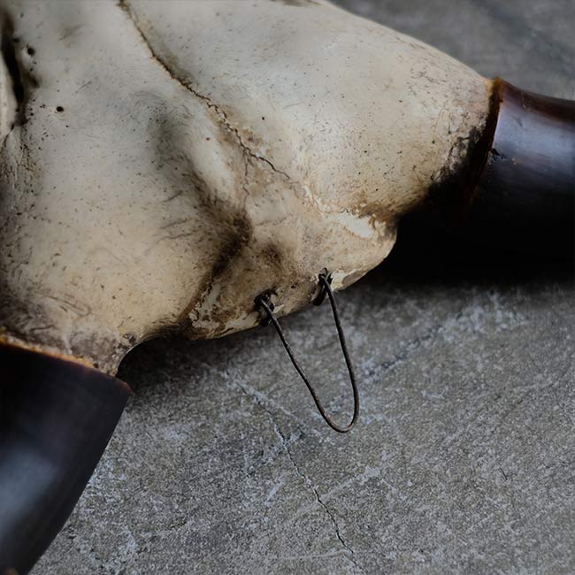 バイソンの頭骨