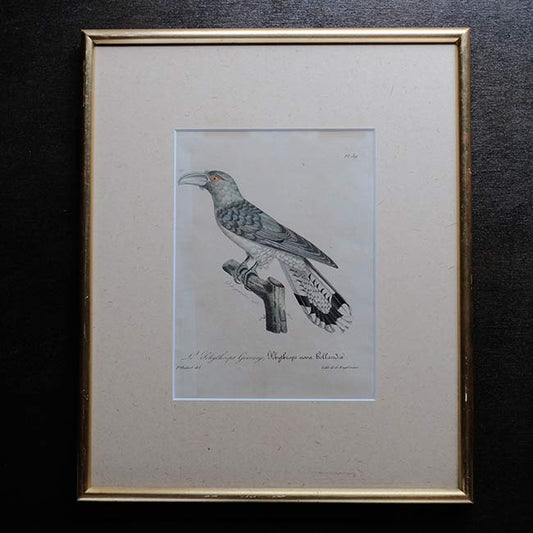 石版画「CHANNEL-BILLED CUCKOO」