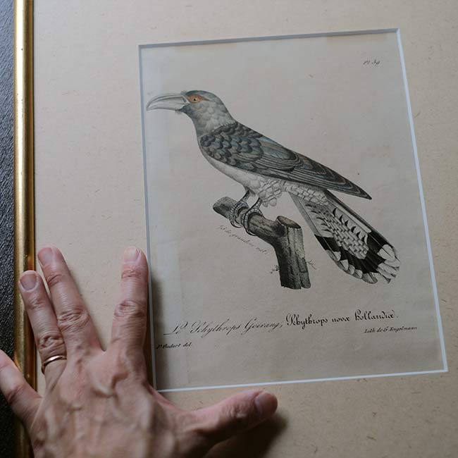 石版画「CHANNEL-BILLED CUCKOO」