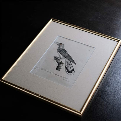 石版画「CHANNEL-BILLED CUCKOO」