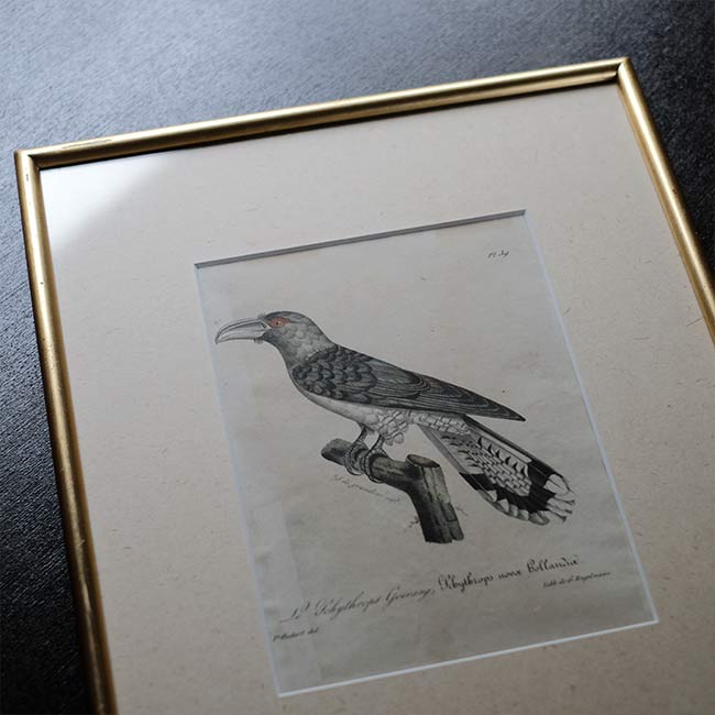 石版画「CHANNEL-BILLED CUCKOO」