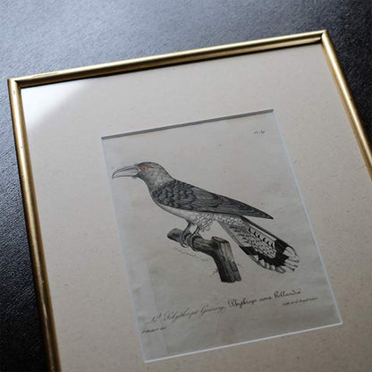 石版画「CHANNEL-BILLED CUCKOO」