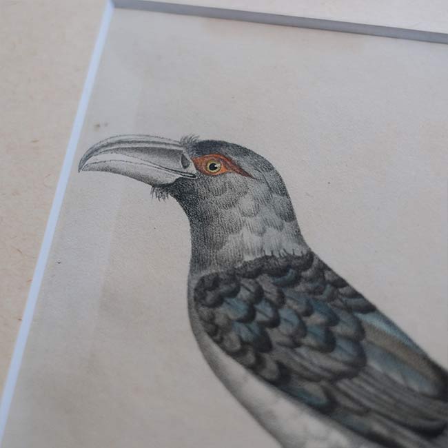 石版画「CHANNEL-BILLED CUCKOO」