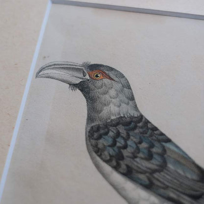 石版画「CHANNEL-BILLED CUCKOO」