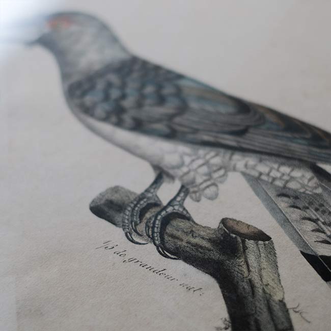 石版画「CHANNEL-BILLED CUCKOO」