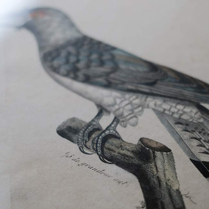 石版画「CHANNEL-BILLED CUCKOO」