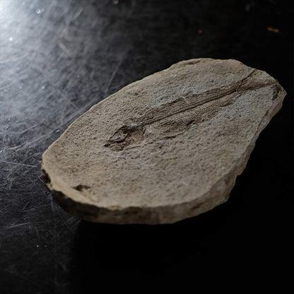 Fish fossils (pair)
