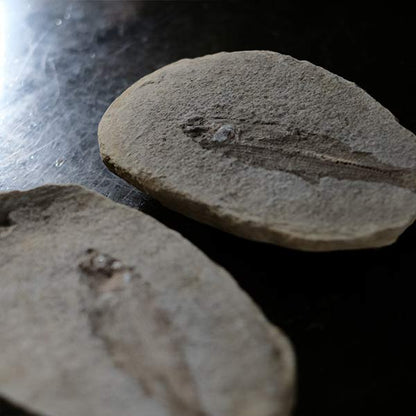 Fish fossils (pair)