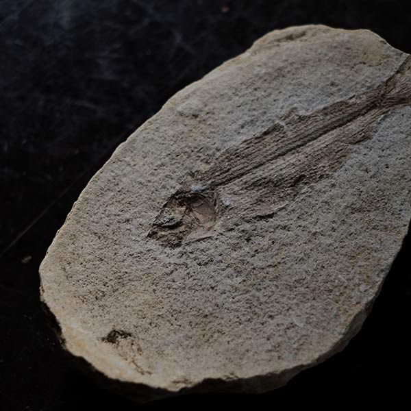 Fish fossils (pair)