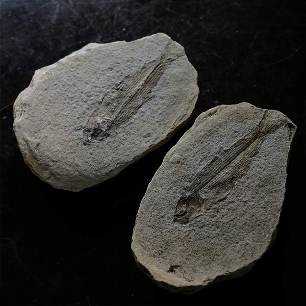 Fish fossils (pair)