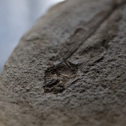 Fish fossils (pair)