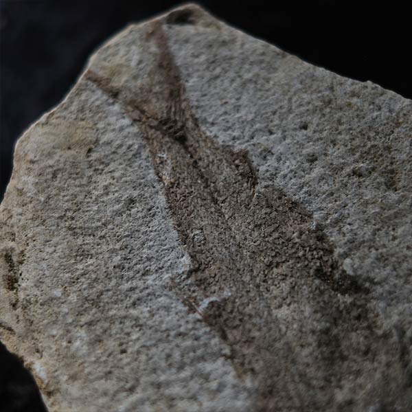 Fish fossils (pair)