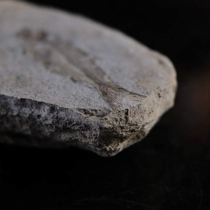 Fish fossils (pair)