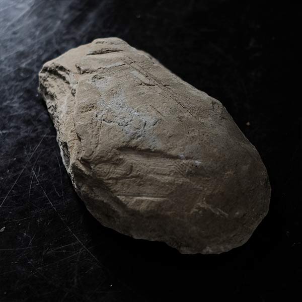 Fish fossils (pair)