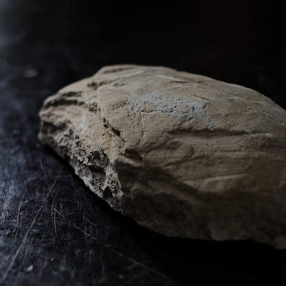 Fish fossils (pair)