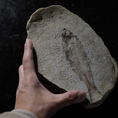 Fish fossils (pair)