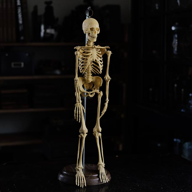Human skeleton model