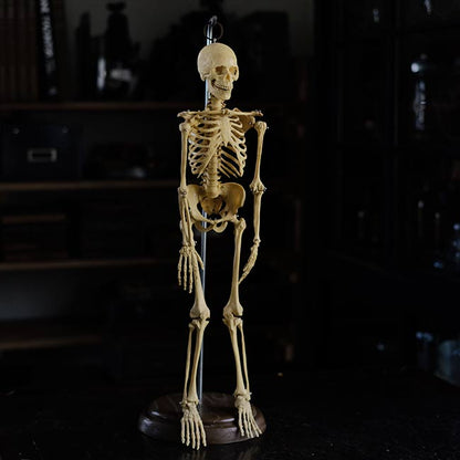 Human skeleton model