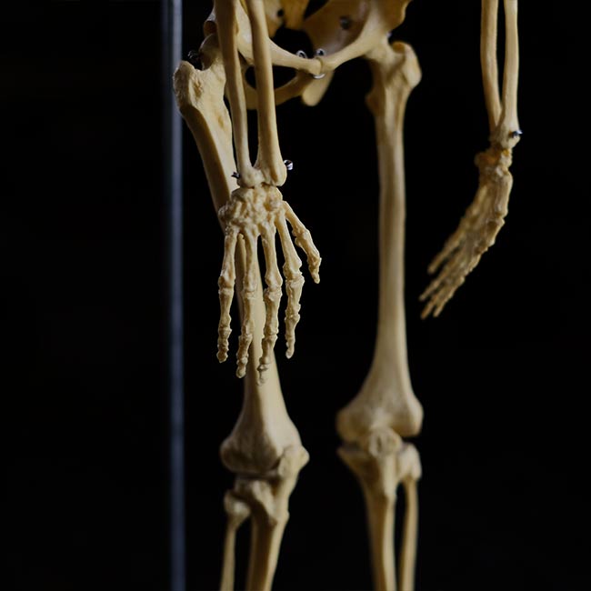 Human skeleton model