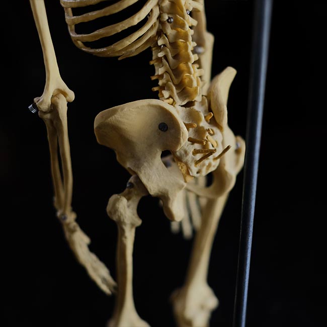 Human skeleton model
