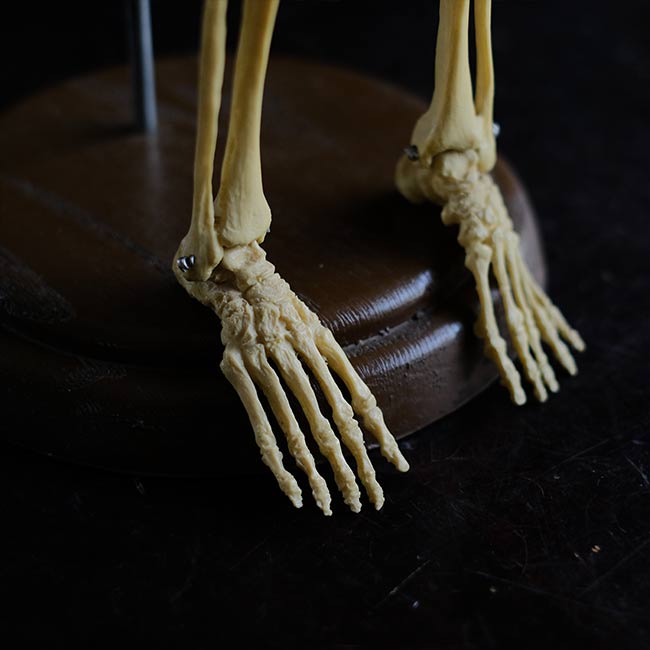 Human skeleton model