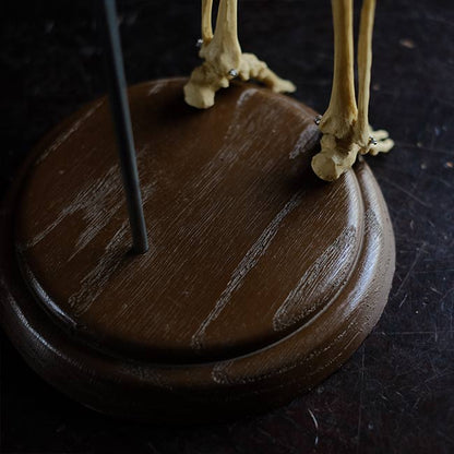 Human skeleton model