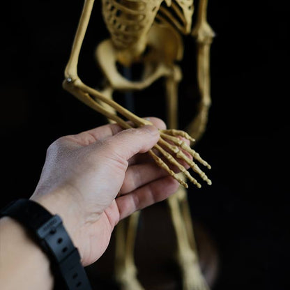 Human skeleton model