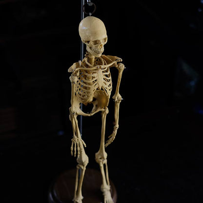 Human skeleton model