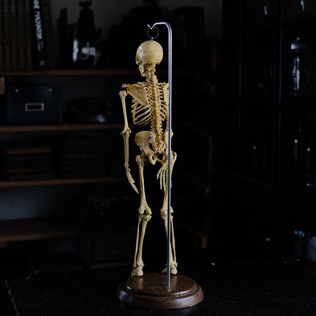Human skeleton model
