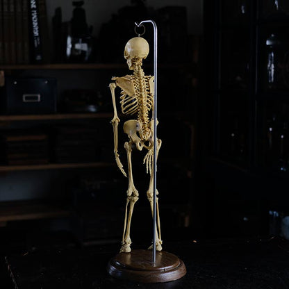 Human skeleton model