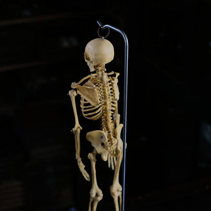 Human skeleton model