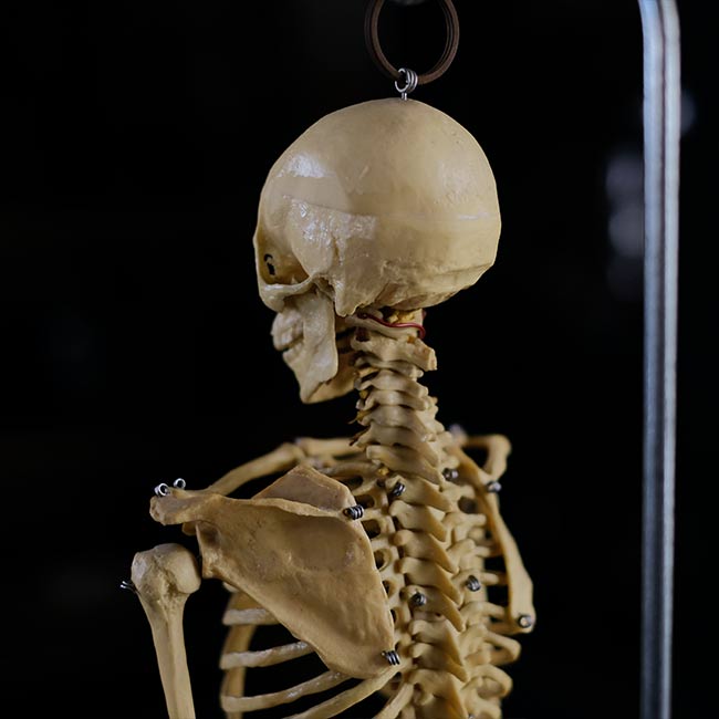 Human skeleton model