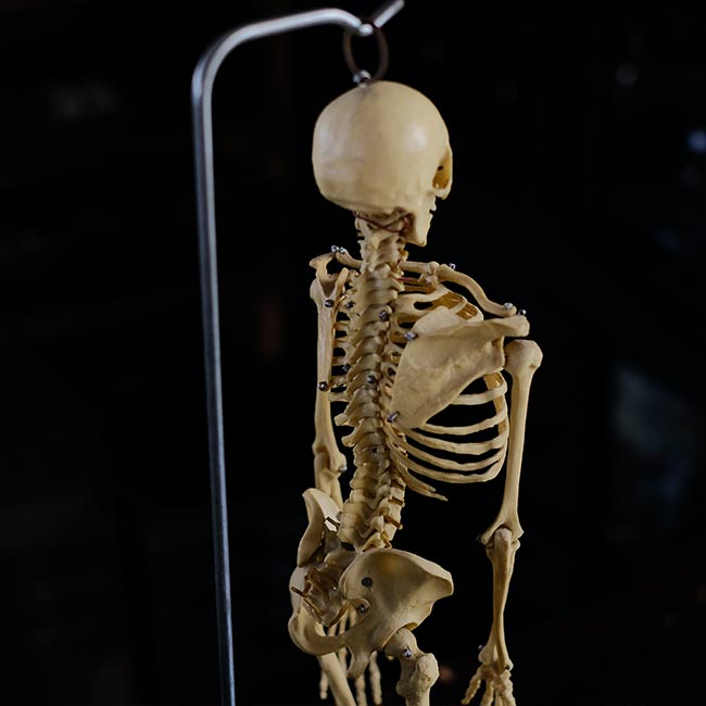 Human skeleton model