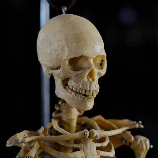 Human skeleton model