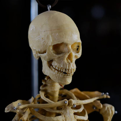 Human skeleton model