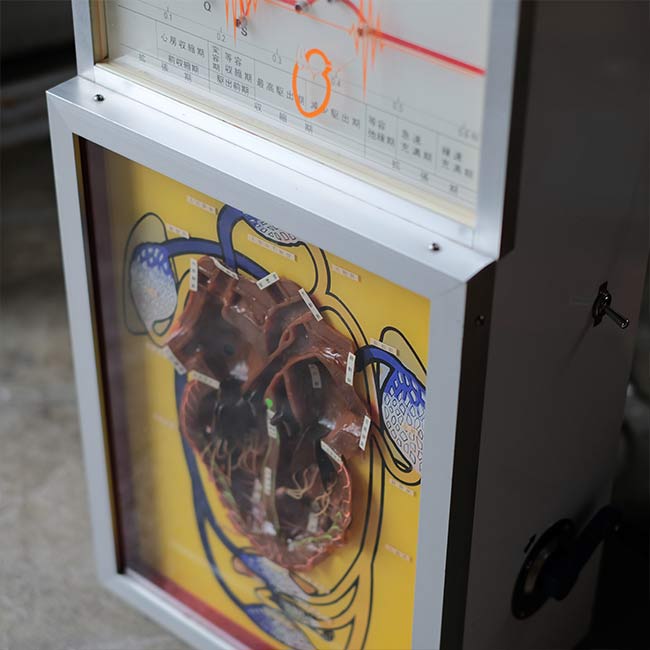 心電図付き心臓模型