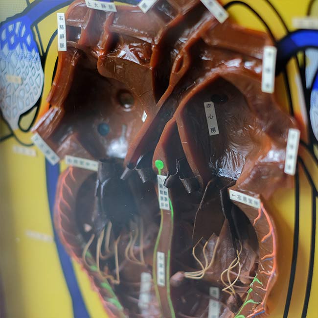 心電図付き心臓模型