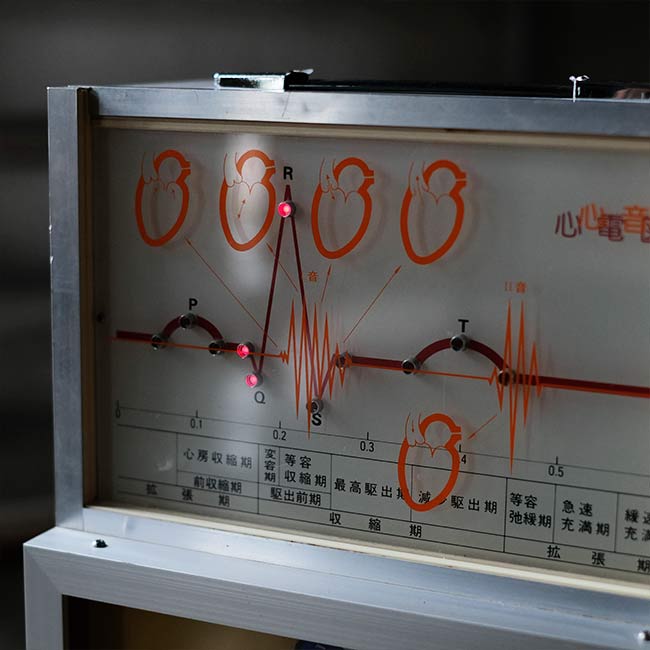 心電図付き心臓模型
